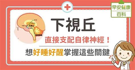 下視丘功能口訣|「小巨人」下視丘：掌控你飢餓、睡眠的大腦神秘角落。